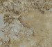 Wallpaper Emiliana Parati Carrara Best 85607