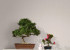 Wallpaper Marburg Botanica 33028