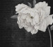 Photo wallpapers Wallstyle White peony 5150120193