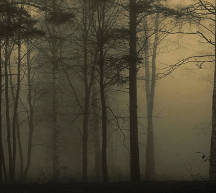 Photo wallpapers Wallstyle Forest 5081020191-1