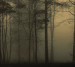 Photo wallpapers Wallstyle Forest 5081020191-1