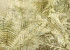Wallpaper Khroma Cabinet Of Curiosities DGCAB1023