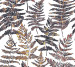 Шпалери Decoprint  Essentials EE22543
