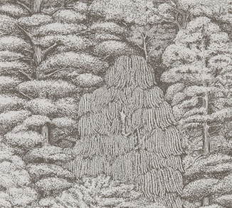 Sanderson Woodland Walk Wallpaper DWOW215716