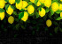 Photo wallpaper Your interior 3D Lemons 21192