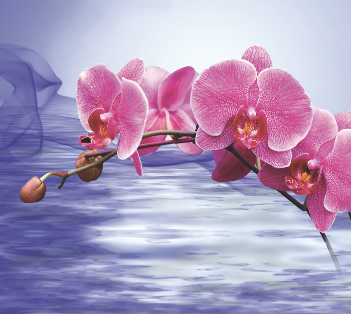 Photo wallpaper Wallstyle Orchid on a purple background 11274422331