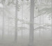 Photo wallpapers Wallstyle Forest 30920183