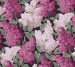 Wallpaper Cole&Son Botanical Botanica 115-15045