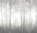 Photo wallpapers Wallstyle Trees 5270920194