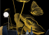 Photo wallpaper Your interior Golden flower 35358
