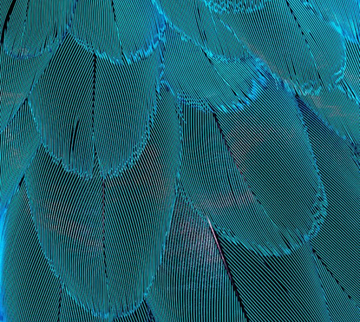 Photo wallpaper Your interior 3D Wings 20732