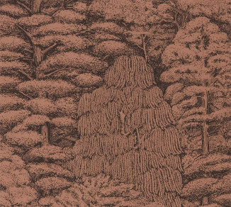 Sanderson Woodland Walk Wallpaper DWOW215719