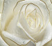 Photo wallpaper Wallstyle White rose 110920181